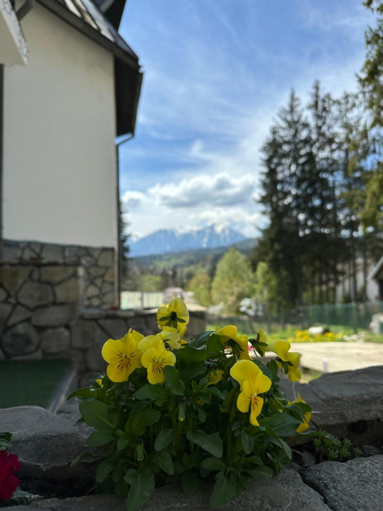 Pine Peak Apartments Predeal Luaran gambar