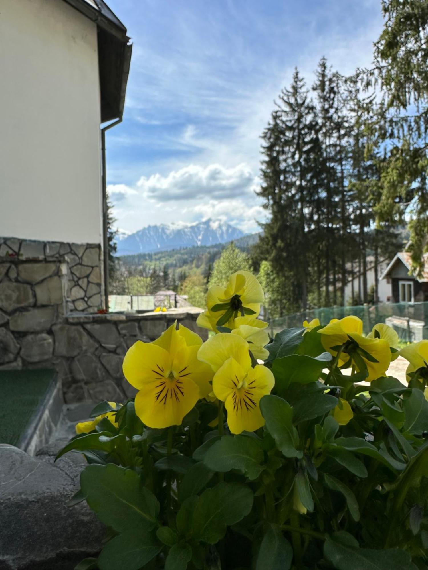 Pine Peak Apartments Predeal Luaran gambar